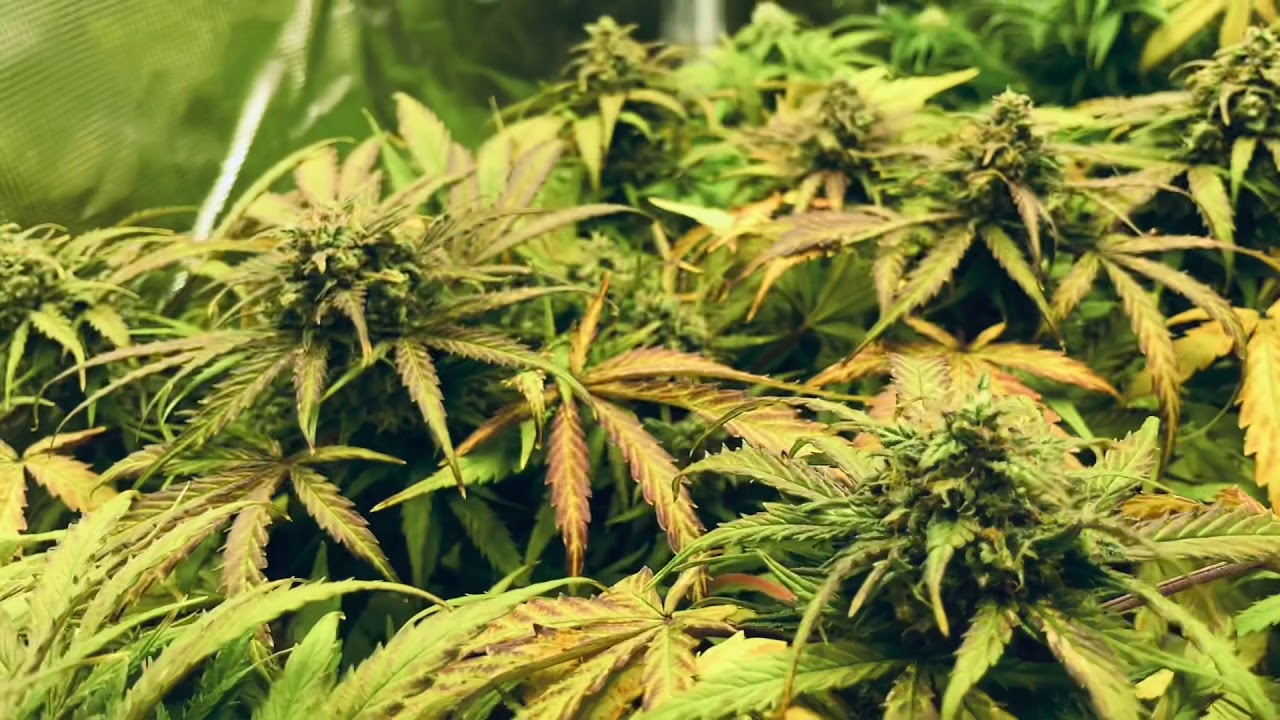 Hulkberry - AF (Dzień 56)