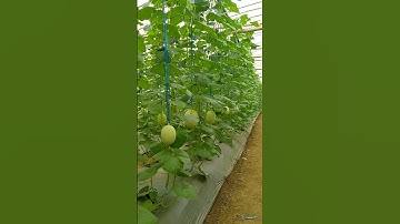 Thumbnail of Tanam Melon di Green House dengan media tanam tanah langsung