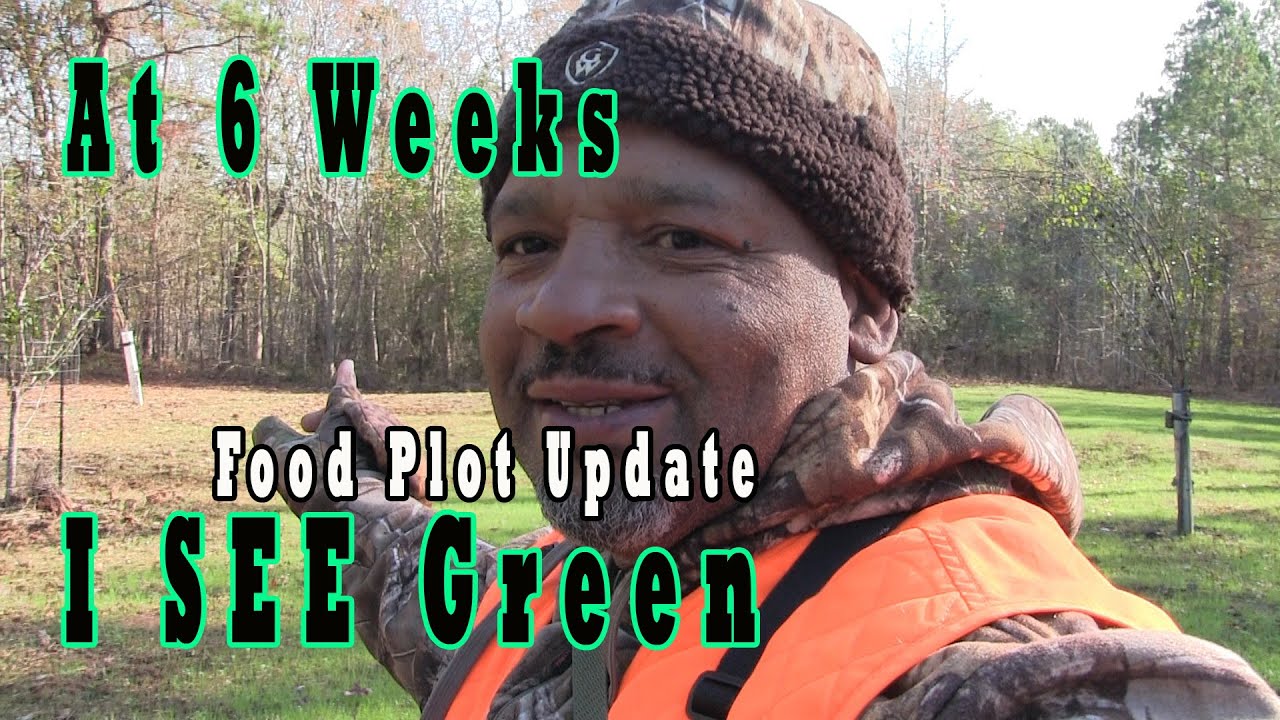 Week 6 Food Plot Update, Things are looking Better! - YouTube
