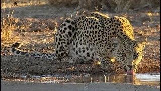 Djuma Game Reserve Waterhole - Live Cam