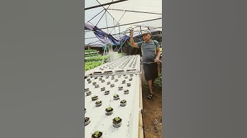 Misting the Newly Planted #farming #lettucelive