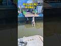 飼主の帰りを待ちわびた猫達！Cats waiting for their owners to return #cat #猫 #jump #shorts