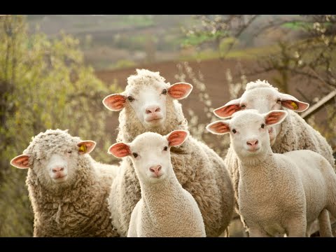 Почему перед сном считают овец?