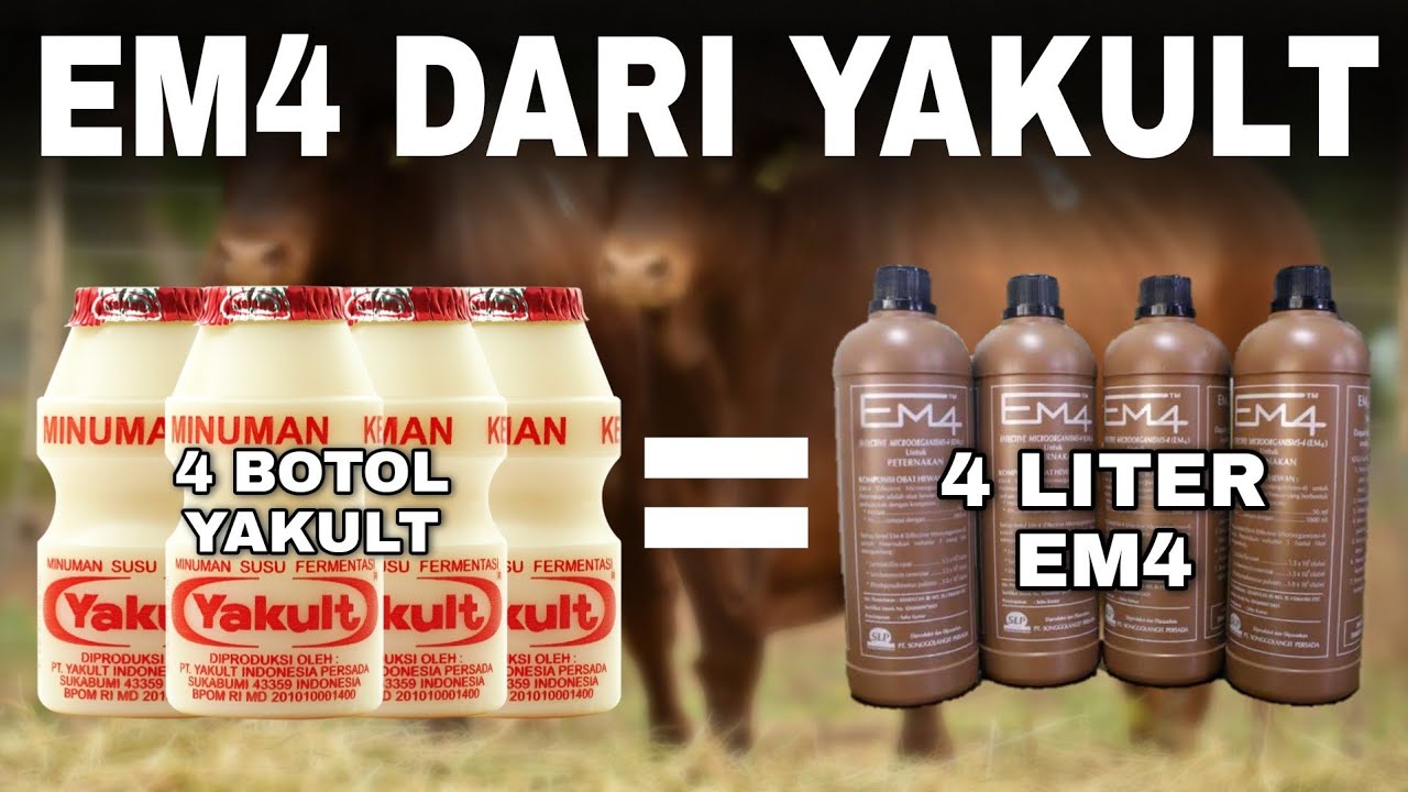 CARA MEMBUAT EM4 DARI YAKULT BUAT BAHAN FERMENTASI MODAL MURAH HASIL MELIMPAH