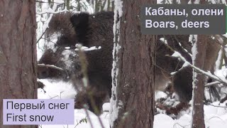 FIRST SNOW and animals. Boars, deer in the forest