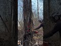 cutting tree#tree#wood#cutting#downtree#viral