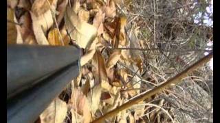 Recherche Au Sang En Cévennes ... 1