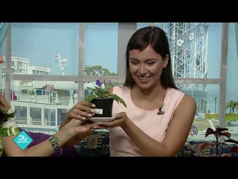 ეს შუადღე   19 ოქტომბერი