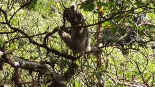 Pygmy sloth after being released back into the wild