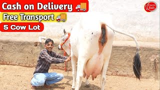 हर घर ऐसी गाय होनी चाहिए ✨ पैसे गाय घर आने पर देना 👉 5 Sahiwal & Rathi Cow Lot 👉 Cow Free Transport 