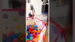 حاول الاتضحك قطط ظريف ومضحكه جدا