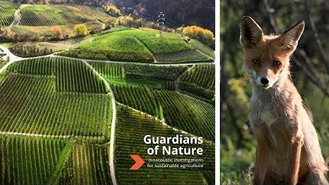 Guardians of Nature: Bioacoustic Investigations for Sustainable Agriculture