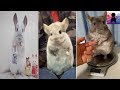 Cute And Funny Chinchilla Videos 2019 | TikTok China