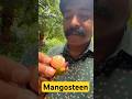 Mangosteen | Kerala