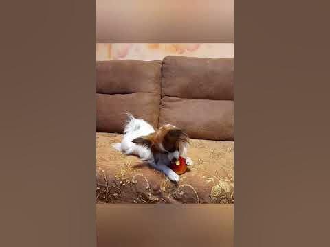 Фруктоежка - YouTube