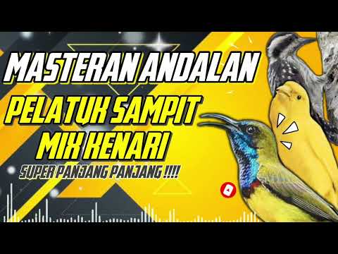 MASTERAN SOGON MATERI KENARI | #sogokontong #sogon #sogongacor #sogonmateri #sogonbetina