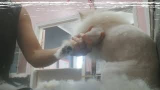 How to Groom a Pomeranian: Lion Cut by Pawsh Dog House 368 views 4 years ago 4 minutes, 9 seconds
