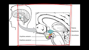 ¿Qué hormonas intervienen en el control a corto plazo de la tensión arterial?