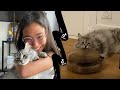 Jachete des objets tiktok pour chat