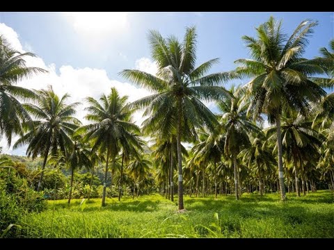 TNAU Coconut Tonic   Documentry