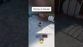 A Stray Dog Encounter! #shorts
