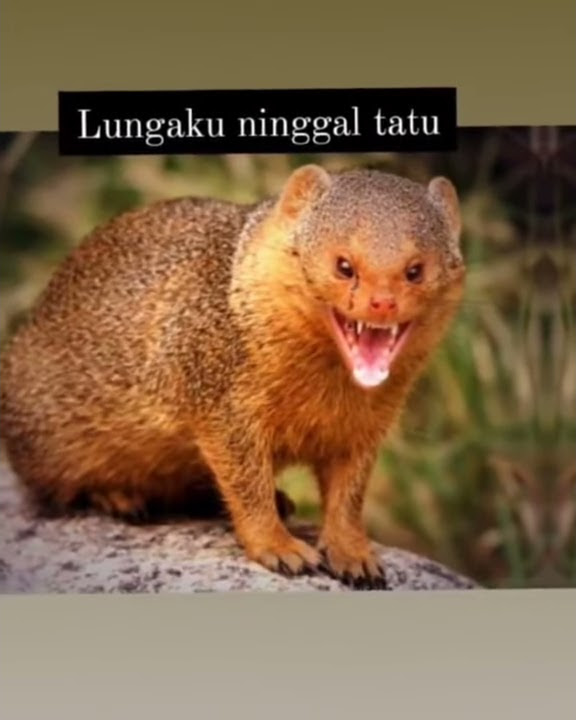 story'wa Garangan 😂