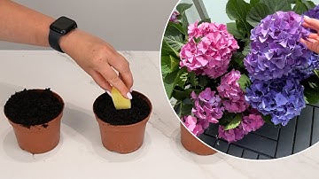 Hydrangea cuttings take root super fast with this method