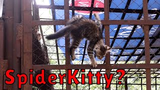 SpiderKittens climb down a garage for food by Giorgi Aptsiauri 42 views 2 years ago 11 minutes, 2 seconds