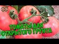 Семена томатов 🍅 Лучшие сорта томатов для открытого грунта 🍅 Агрофирма ГАВРИШ