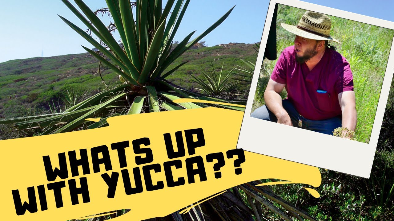 The Medicinal and Practical Benefits of Yucca!