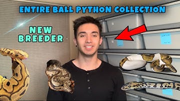My entire Ball Python collection!