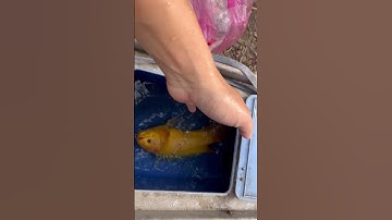 Cá rô đột biến, hong biết sao cá rô thành màu vàng luôn á mọi người#chuyenla #carodong