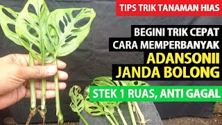 #104 Here's a Trick on How to Graft 1 Section of MONSTERA ADANSONII/ JANDA BOLONG with 3 Differen...