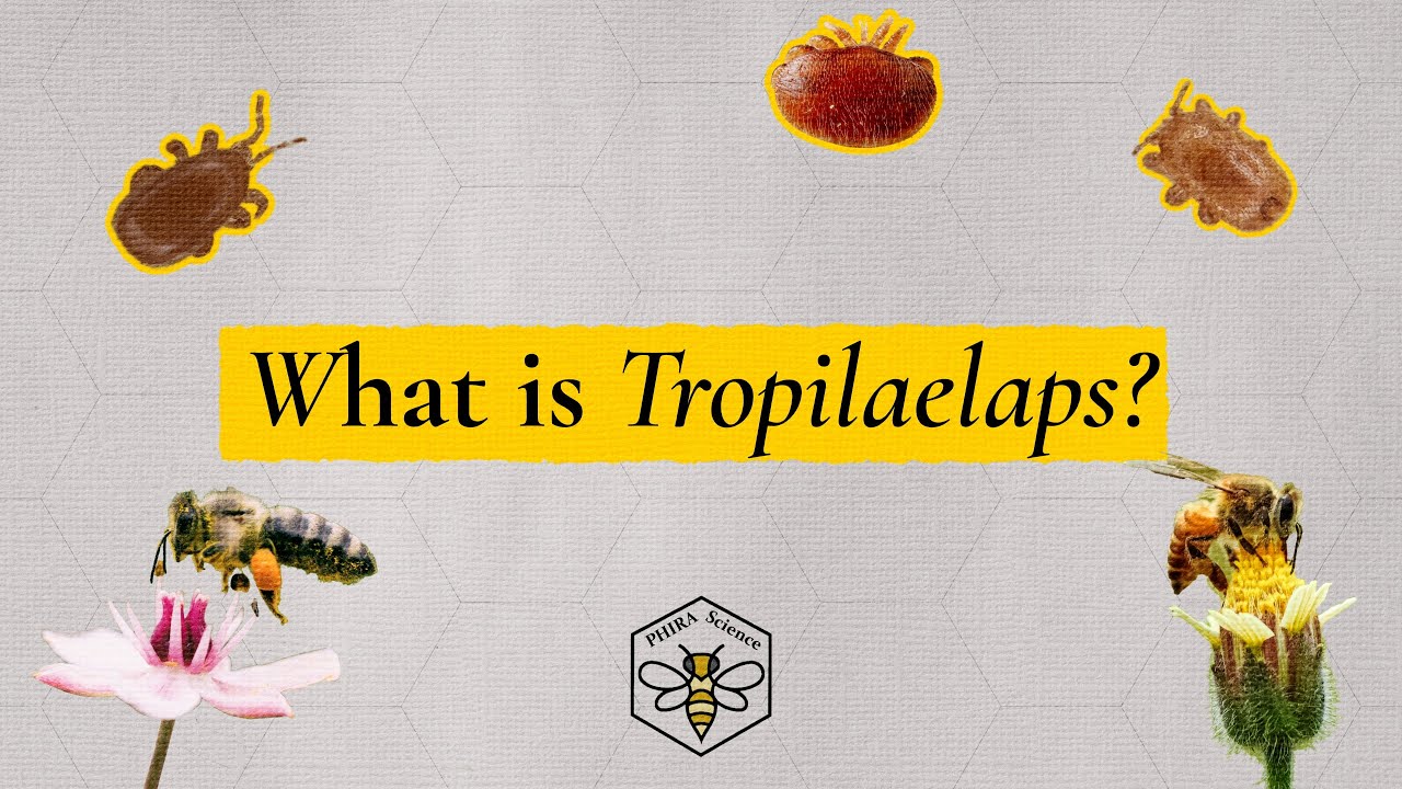 What is Tropilaelaps?