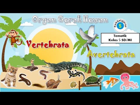  Organ  Gerak  Hewan  Vertebrata dan Avertebrata  YouTube