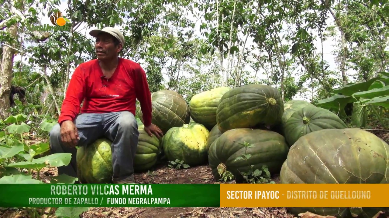 AGRICULTURA SOSTENIBLE CON LA PRODUCCIÓN DE ZAPALLOS EN EL DISTRITO DE QUELLOUNO