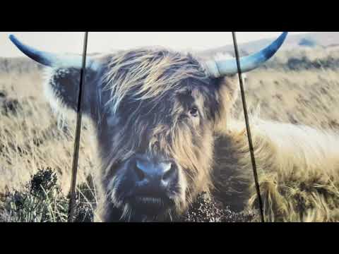 Scottish Highland Cow Wall Art