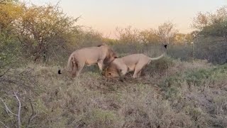 Warthogs Can Only Watch As Male Lions Dig Into Their Burrow