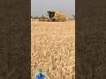 Punjab min kank ka session khtam ho gaya harvester machine very fast cutting wheat #ytshorts #wheat