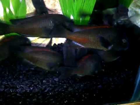 gallone Feeding Frenzy Red Tropheus Moliro colony