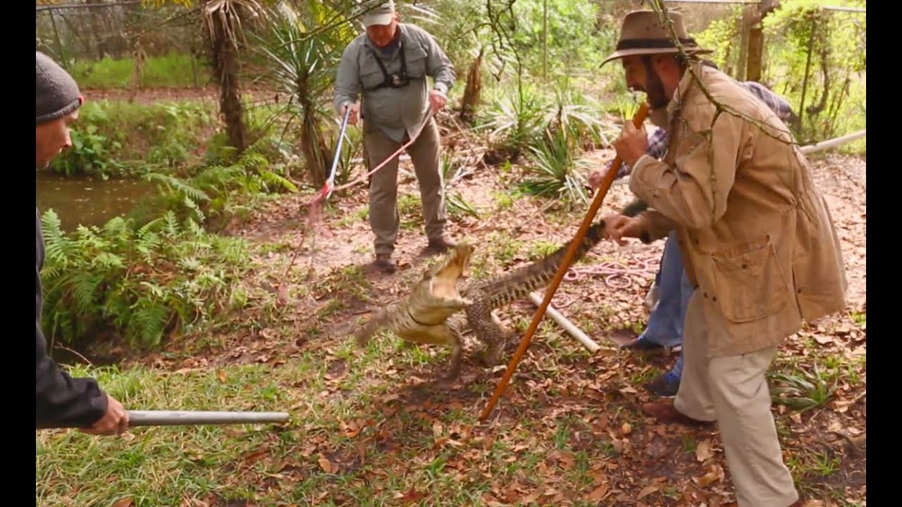 funny video memes Cuban Crocodile Capture Pt 1! Kamp Kenan S3 Episode 23