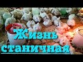 ЖИЗНЬ СТАНИЧНАЯ - ПТИЦЕВОДСТВО БЕЗ ГРАНИЦ