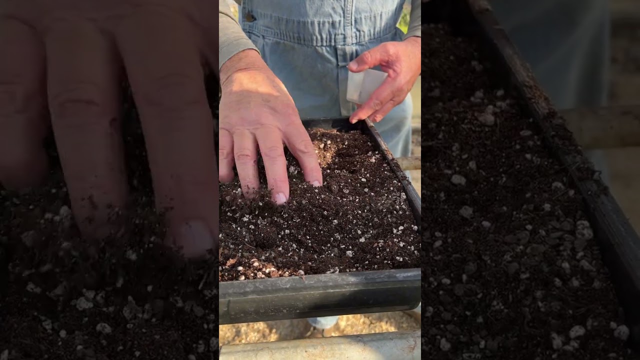 how to make Caesar salad 