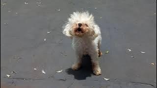 Poodle Barking 🐩  [Barking Poodle Dog Breed] Dog Barking Sound I ANGRY DOG
