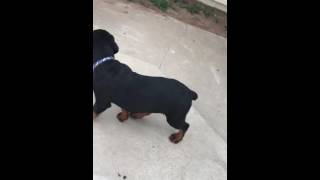 does my rottie pup have hip dysplasia?