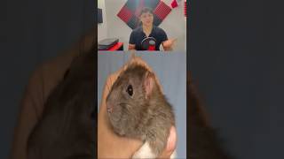 Asi es, las ratas son el animal más inteligente de mundo. #shorts #animalespequeños