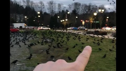 Running through thousands of black crows!