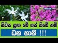 නිවස ළඟ මේ ගස් තිබේ නම් ධන හානි : 7 Gardening Tips 2019 (NEW)