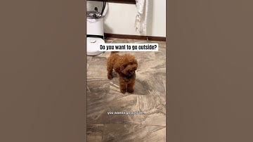 You sure you want to go outside, Bean?🤔 #dog #toypoodle #dogshorts #pets #funnydogs #dogvideo