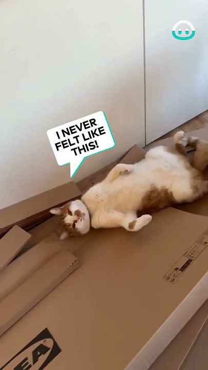 This Cat Loves It's Cardboard || ViralHog